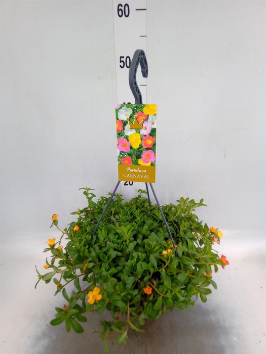 <h4>Portulaca   ...mix in pot</h4>