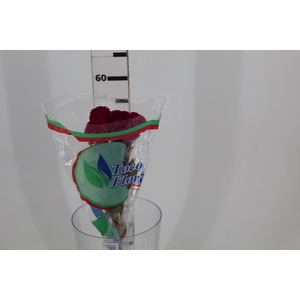 CELOSIA CRISTATA PINK 060 CM PINK