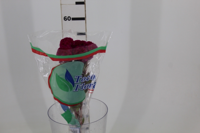 CELOSIA CRISTATA PINK 060 CM PINK