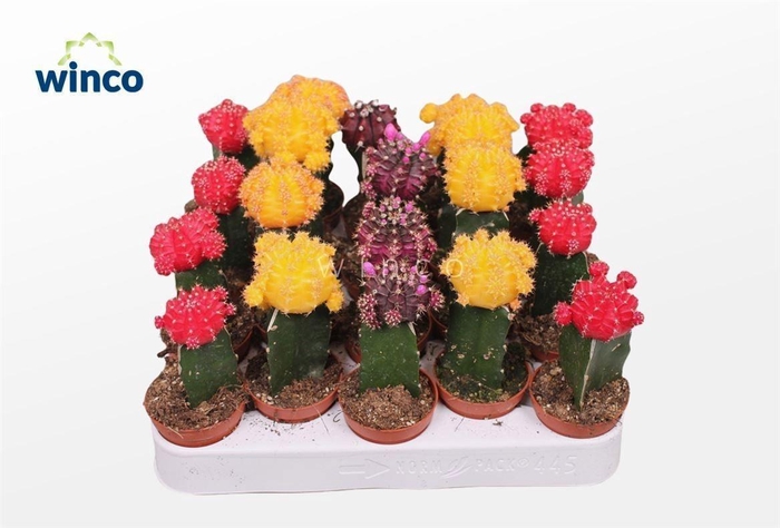 <h4>CACTUS GEM</h4>
