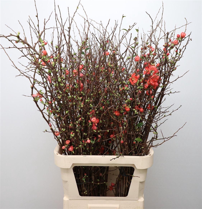 <h4>Chaenomeles Superba</h4>