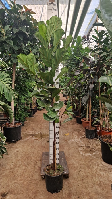 <h4>Ficus lyrata</h4>