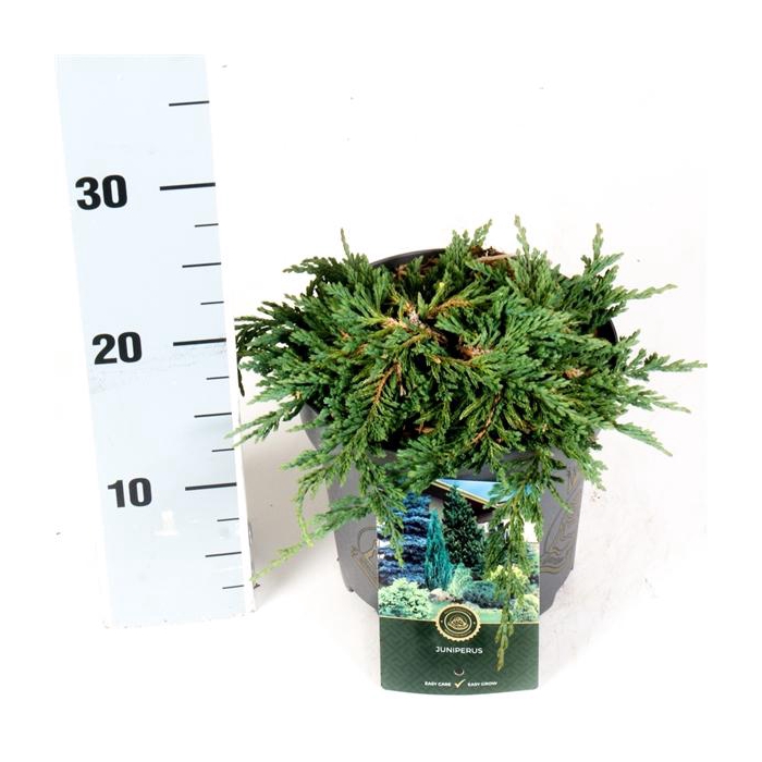 <h4>Juniperus h. 'Pancake'</h4>