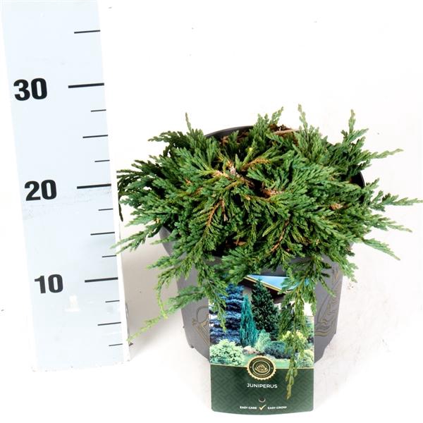 Juniperus h. 'Pancake'
