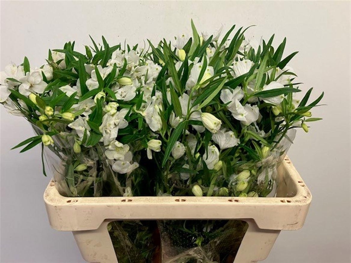 <h4>DELPH EN M SIL WHITE</h4>