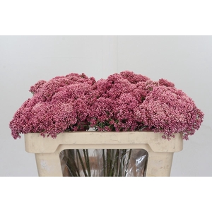 Ozothamnus Booming Pink