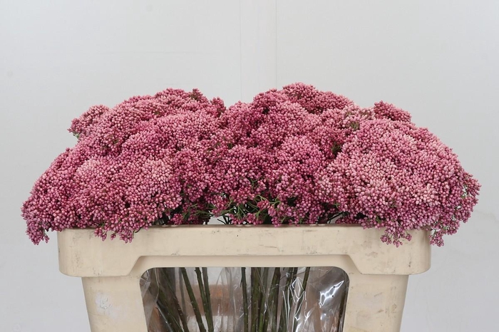 <h4>Ozothamnus Booming Pink</h4>