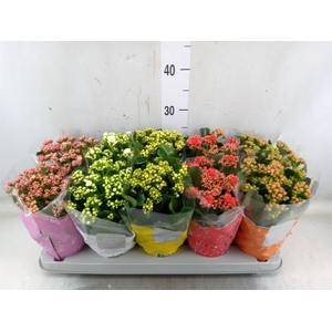 Kalanchoe blos. 'Perfecta'  ..mix 5