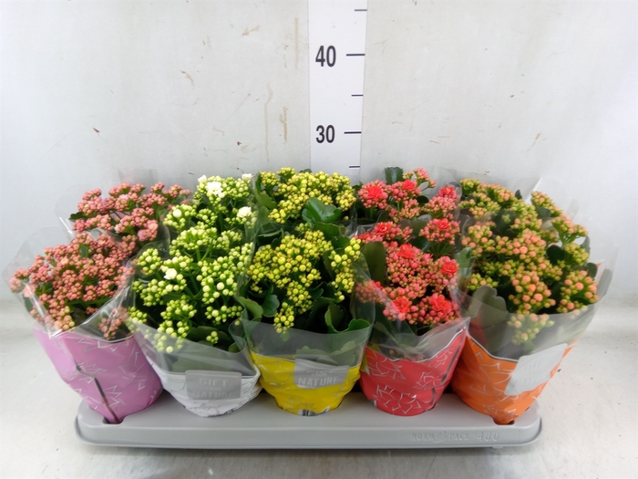 <h4>Kalanchoe blos. 'Perfecta'  ..mix 5</h4>