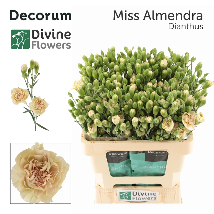 <h4>Di Tr Miss Almendra Divine</h4>