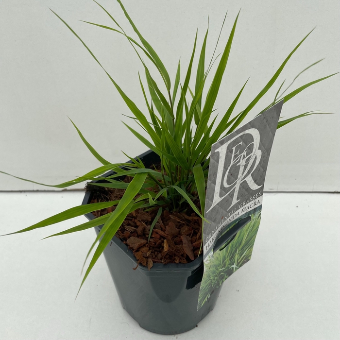 <h4>Graminées Hakonechloa Macra</h4>