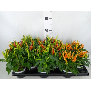 Capsicum annuum   ...mix