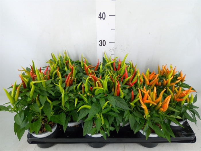 <h4>Capsicum annuum   ...mix</h4>