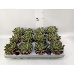 Echeveria   ...not flowering
