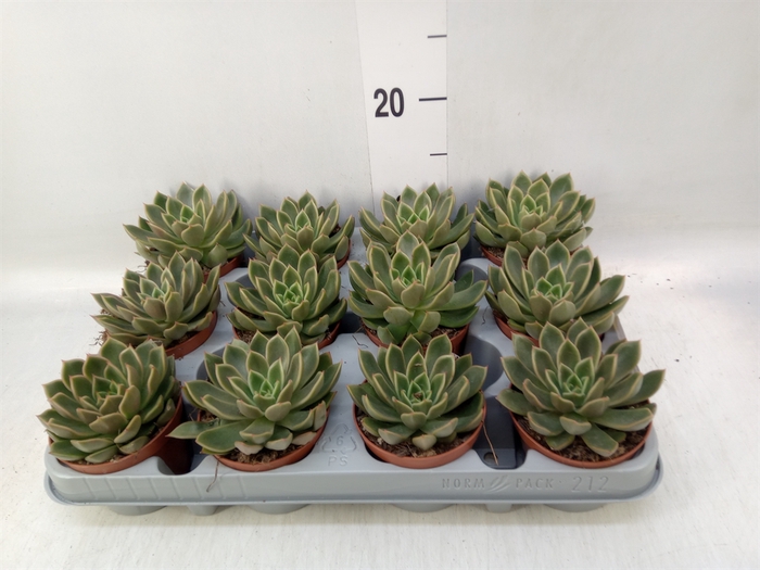 <h4>Echeveria   ...not flowering</h4>
