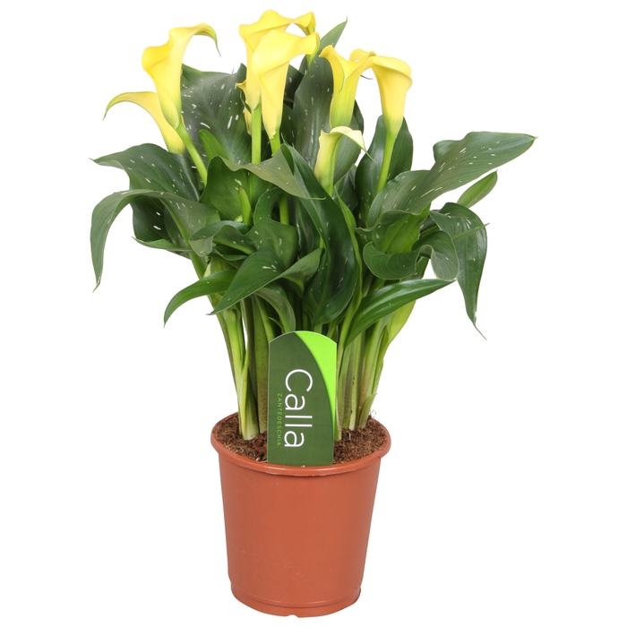 <h4>Zantedeschia Sunclub Calla geel met etiket</h4>