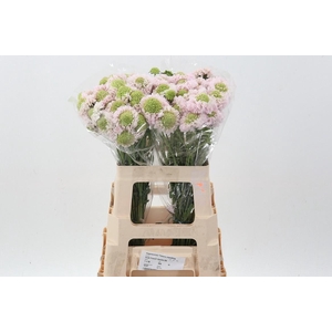 Scab At French Vanilla Bon Bon Scoop