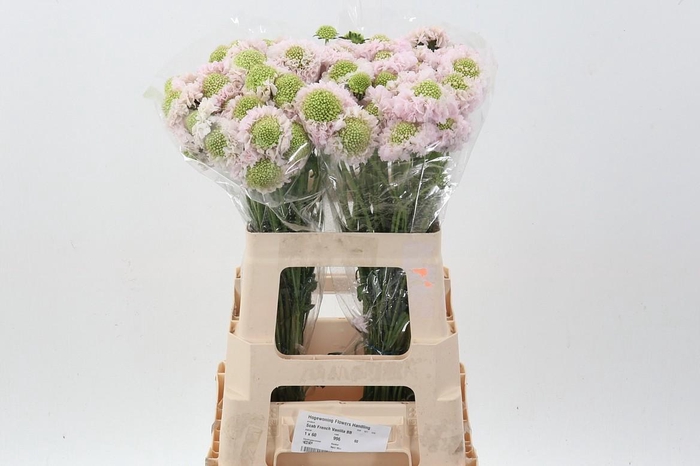 <h4>Scab At French Vanilla Bon Bon Scoop</h4>