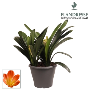 Clivia Flandresse® Strong! triple orange