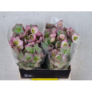 HELL FRK DOROTH DAWN