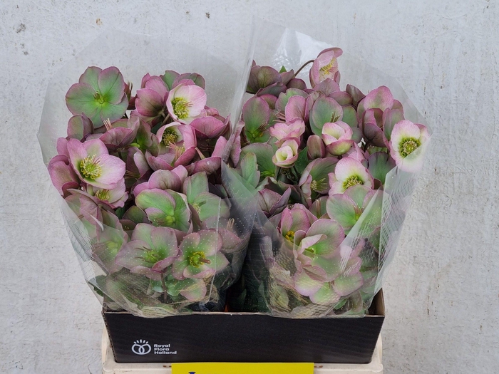 <h4>HELL FRK DOROTH DAWN</h4>