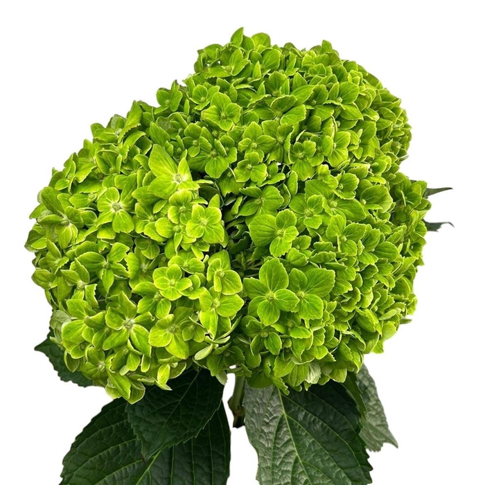 <h4>Hyd . Emerald Green Box Ex</h4>