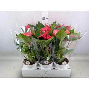 Anthurium andr. 'Livium Ruby'