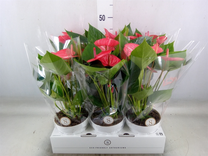 <h4>Anthurium andr. 'Livium Ruby'</h4>