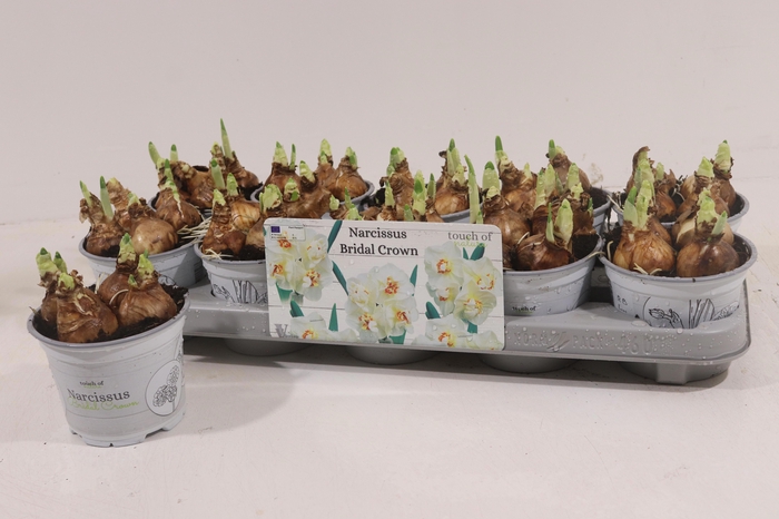 <h4>NARC D BRIDAL CROWN</h4>