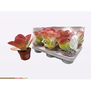 KALANCHOE THYRSIFL