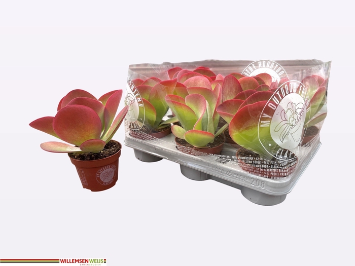 <h4>KALANCHOE THYRSIFL</h4>