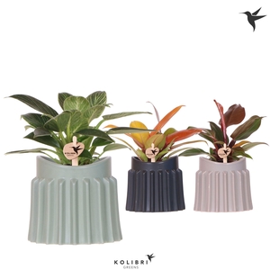 Kolibri Greens Philodendron mix in Raw pot mix