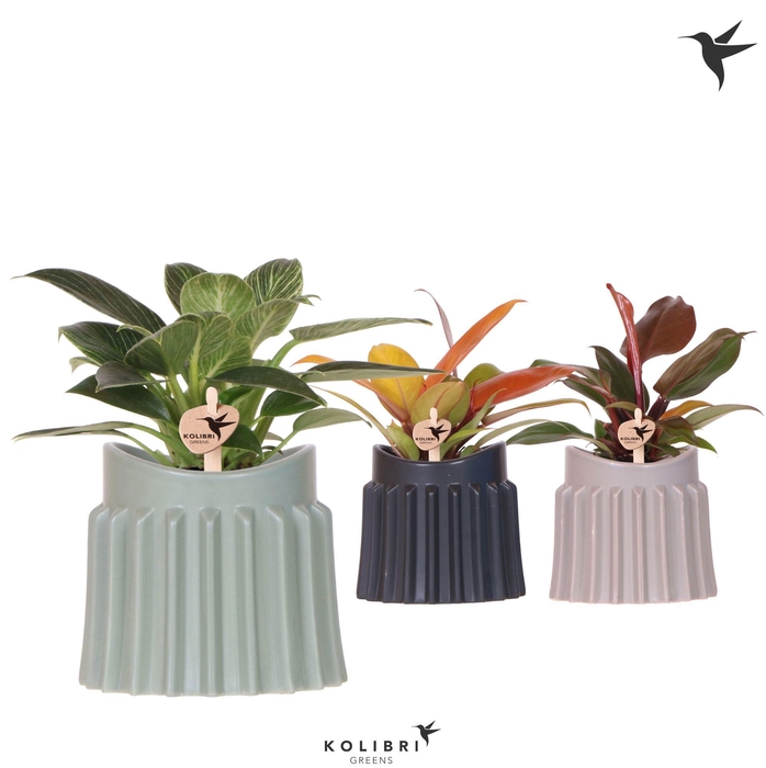 <h4>Kolibri Greens Philodendron mix in Raw pot mix</h4>