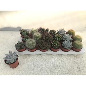 CACTUS + SUCCU GEM
