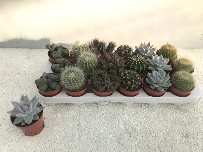 <h4>CACTUS + SUCCU GEM</h4>