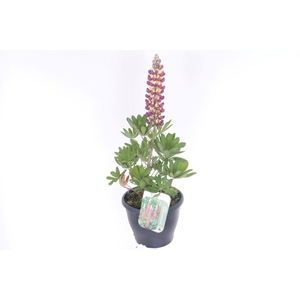 Lupinus Manhattan Lights