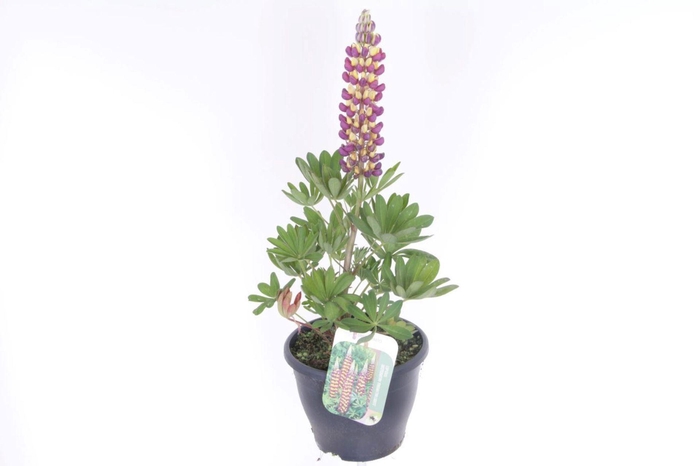 <h4>Lupinus Manhattan Lights</h4>