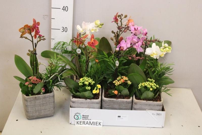 <h4>ARR KAMERPL BLOEI</h4>