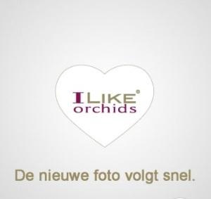 <h4>Duetto Lusaka 3-tak</h4>