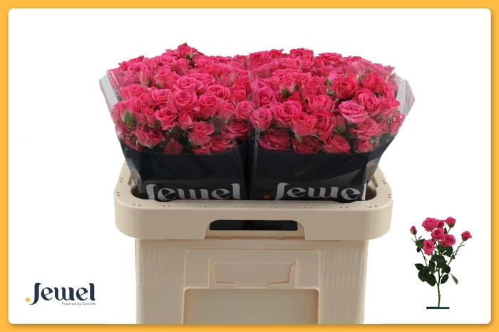 <h4>R TR LOVELY LYDIA</h4>