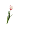 Tulipa French Parrot White