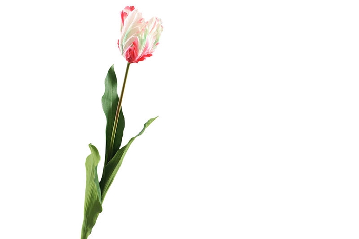 Tulipa French Parrot White