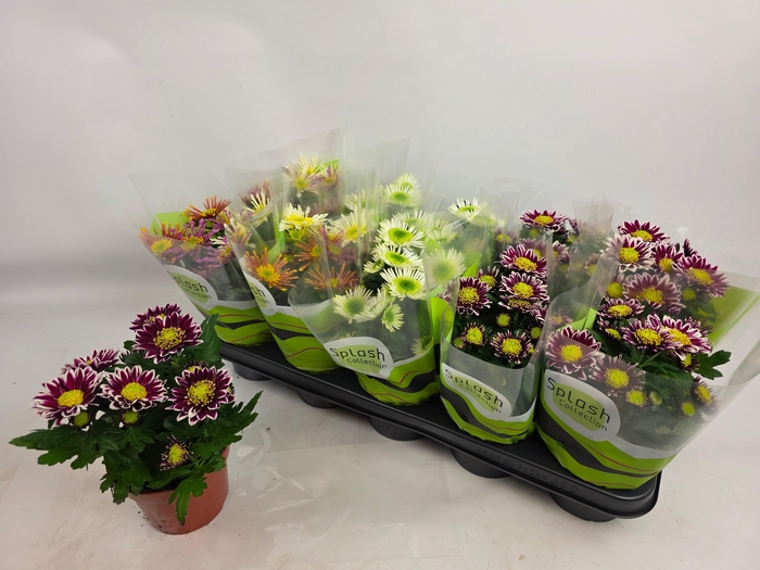 <h4>CHRYS SPLASH GEM</h4>