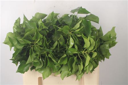 <h4>Hedera Extra Per Pak</h4>