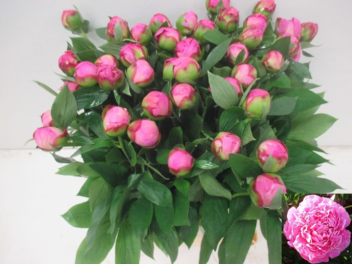 <h4>PAEO L ALEX FLEMING</h4>