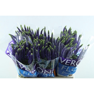 VERONICA NAVY (BLAUW)