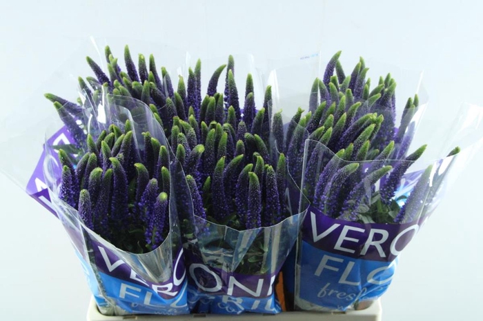 <h4>VERONICA NAVY (BLAUW)</h4>