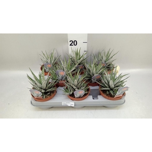 Haworthia fasciata 'Alba'