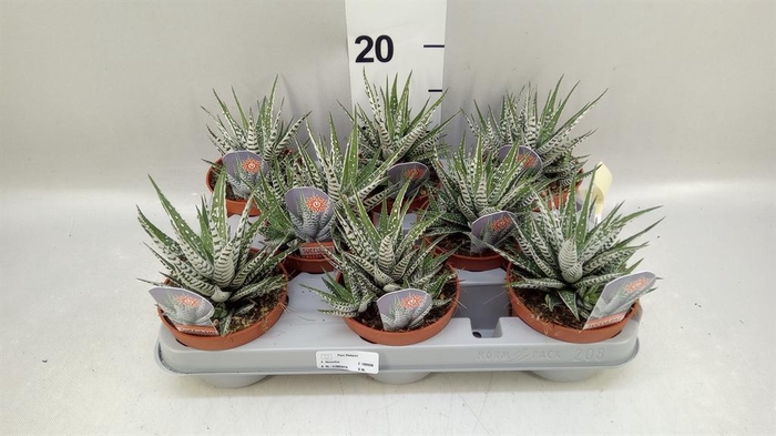 <h4>Haworthia fasciata 'Alba'</h4>