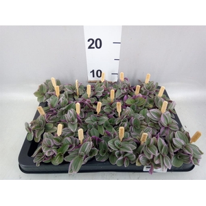 Tradescantia cerinth. 'Sweetness'